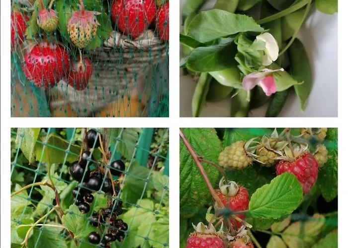 No 12 3* דנגרבן